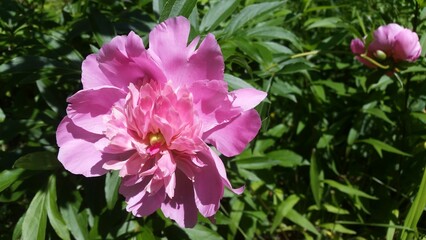 pink flowers in the garden