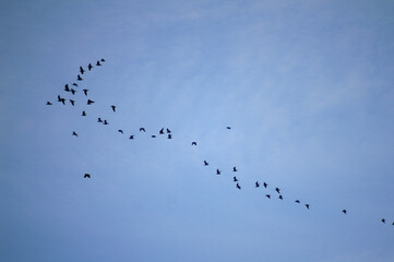 Flock of birds flying in V formation