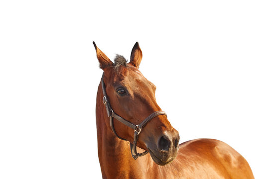 Portrait of a bay horse in a leather brown halter on a white background