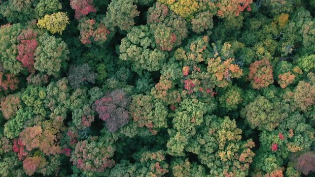 Aerial view of thick forest in the autumn