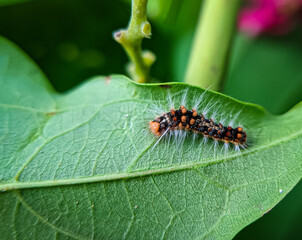 Caterpillars on green leaf. Caterpillars are the larval stage of members of the order Lepidoptera. 