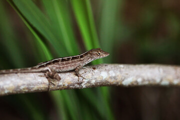 lizard on a tree