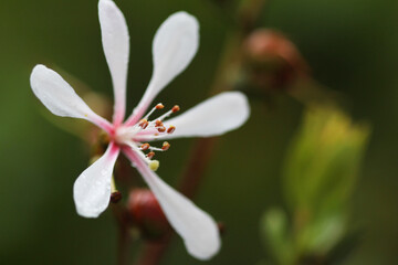 Tropical flower macro photography