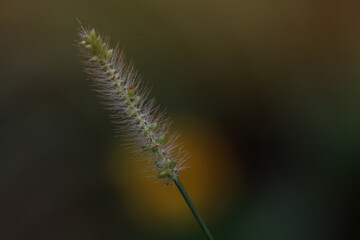 Macro greenery