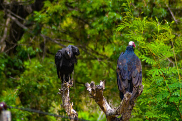 vulture in the zoo