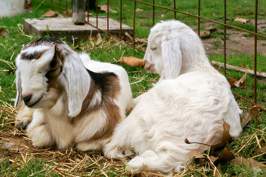 Jamnapari Portrait in a barn