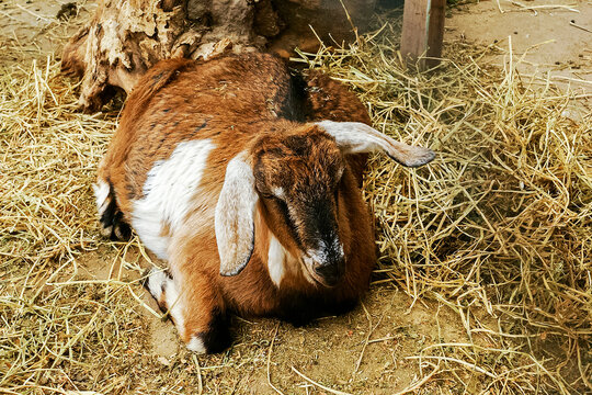 Jamnapari Portrait in a barn
