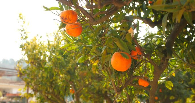 Detailed close up of beautiful huge mandarines with lots of trees and tangerines in the background during mandarina season in Spain.