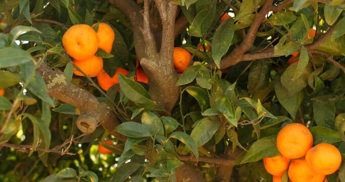 Detailed close up of beautiful mandarines in between trees, leaves and tangerines during mandarina season in Spain.