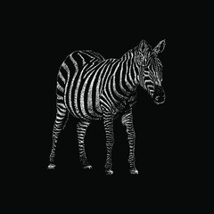 zebra hand drawing vector illustration isolated on black background