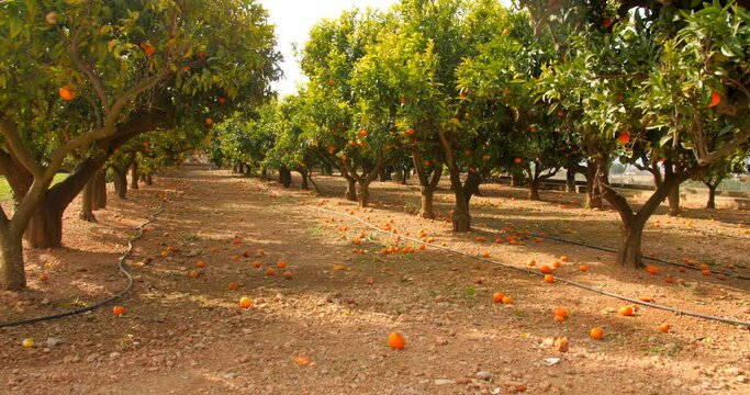 Panning across huge mandarine field with lots of trees and tangerines during mandarina season in Spain.