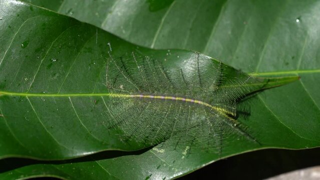 Euthalia Aconthea Caterpillar Camouflage Itself To Look Like The Leaf Vein On The Tree - Macro
