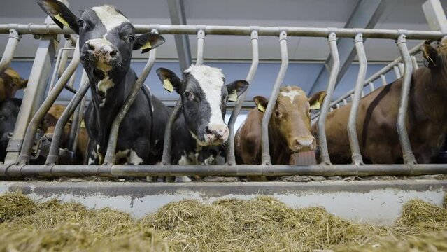 Domestic Cows Feeding In Crammed Dairy Cowshed Freestall, Low Angle
