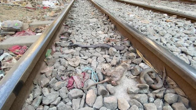 Rat carcass in an advanced state of decomposition on railway tracks in India