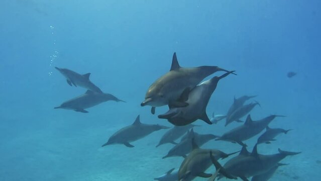 Playful Friendly Family Pod of Striped Dolphins Underwater Swim at Speed Up Close for Divers