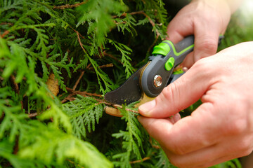 Pruning thuja.Gardening Tools.Spring gardening. Garden shears in male hands close-up cutting a hedge.Plant pruning.Gardening and plant formation concept