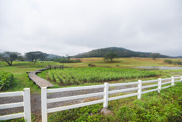 rural farm with white fence and green green field with plant tree and stable cow stall on hill mountain background, countryside farm