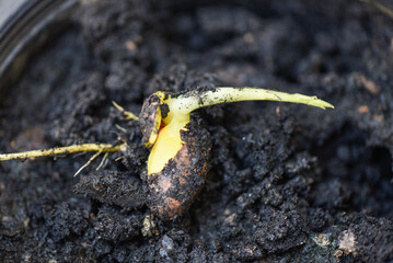 seedling jackfruit seed on cultivation soil background in black pot for planting