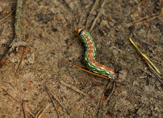 caterpillar on a leaf