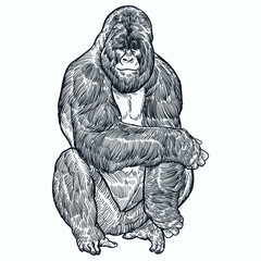 Vintage hand drawn sketch sit gorilla © Cus