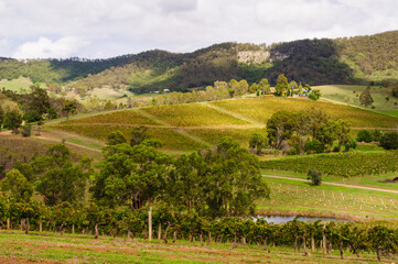 Fototapeta na wymiar Picturesque vineyards in the Hunter Valley - Mount View, NSW, Australia