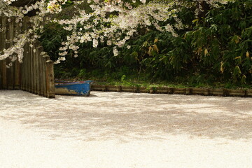 Cherry blossom petals floating on the moat of Hirosaki-jo castle - obrazy, fototapety, plakaty