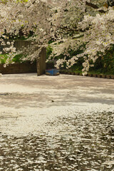 Cherry blossom petals floating on the moat of Hirosaki-jo castle