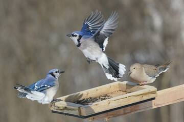 Blue Jays fighting over food over a tray feeder of sunflower seeds and shelled peanuts on a bright sunny but freezing cold witner day with forest in background