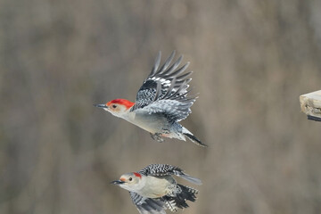 Male Red Bellied woodpecker in flight over feeder with female below on freezing cold winter day in bright sun with forest behind