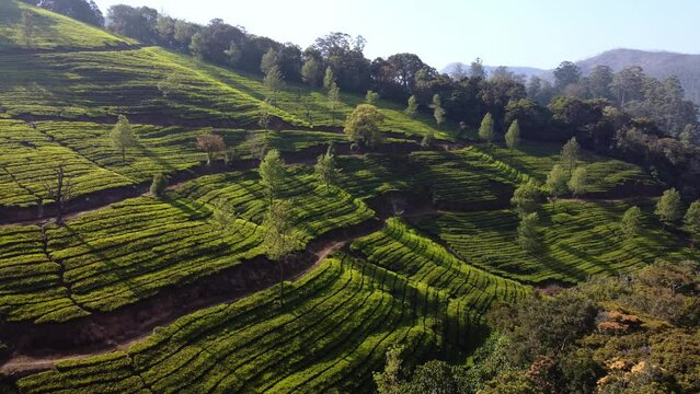 Tea plantations with parallel dirt paths and trees with shadows drone