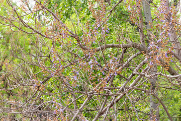 Branches with buds and the first flowers of the tree Paulownia felt or Imperial tree (lat. Paulownia tomentosa)