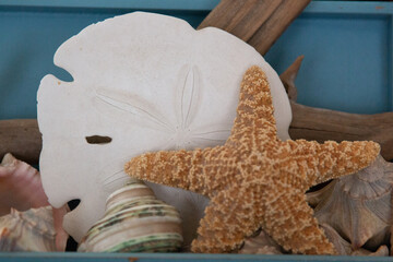 beach, shells, starfish, sand dollar, nautical, blue, nature, vacation, texture, close, zen
