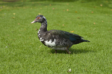 duck in the grass