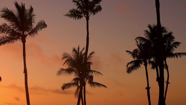 Amazing silhouettes of Palm trees at sunset