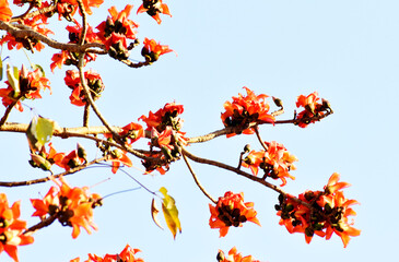 Red flowers were blooming on brown branches, and green-pink bud on a blurred background, there were food and herbs, in northern Thailand.