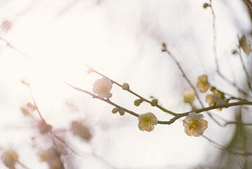 Plum Blossom 