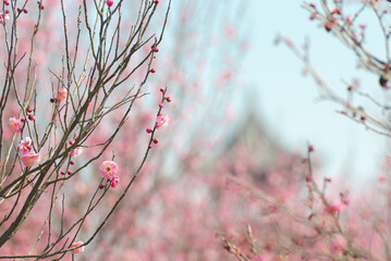 Plum Blossom 