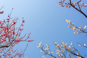 Plum Blossom 
