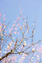 Plum Blossom 