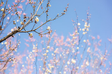 Plum Blossom 