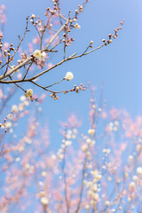Plum Blossom 