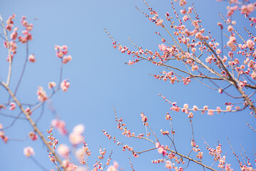 Plum Blossom 