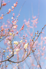 Plum Blossom 