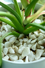 Obraz premium tree in potted with white rock