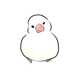 正面を向いている手描き風の白い文鳥