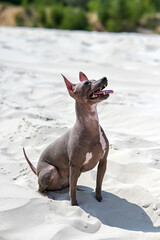 American Hairless Terrier dog sitting with head up and tongue hanging out on  white sand under hot summer sun
