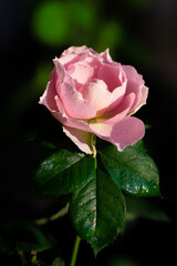 First bloom of love song rose in Spring 2022 (#1)