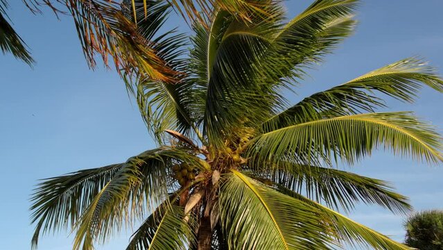 Beautiful Palm Tree in the sun