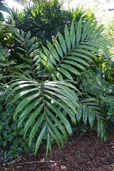 Large green leaves of Flame Thrower Palm