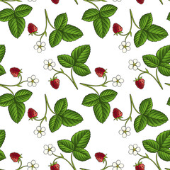seamless pattern with drawing plant of strawberry with leaf, flower and berry at white background, hand drawn illustration